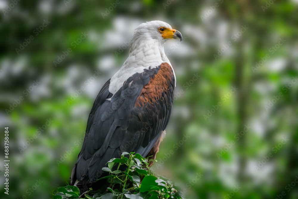 Close up of the Africn Fish eagle pearched on a branch in the forest Close up of the Africn Fish eagle pearched on a branch in the forest