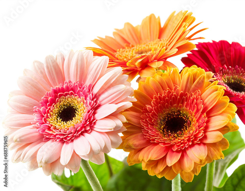 Gerberas isolated on white background  cutout 