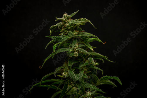 MK Ultra variety of marijuana ripened bloom with black wall