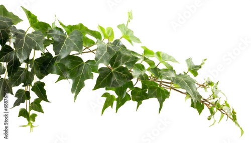 ivy isolated on white background, cutout