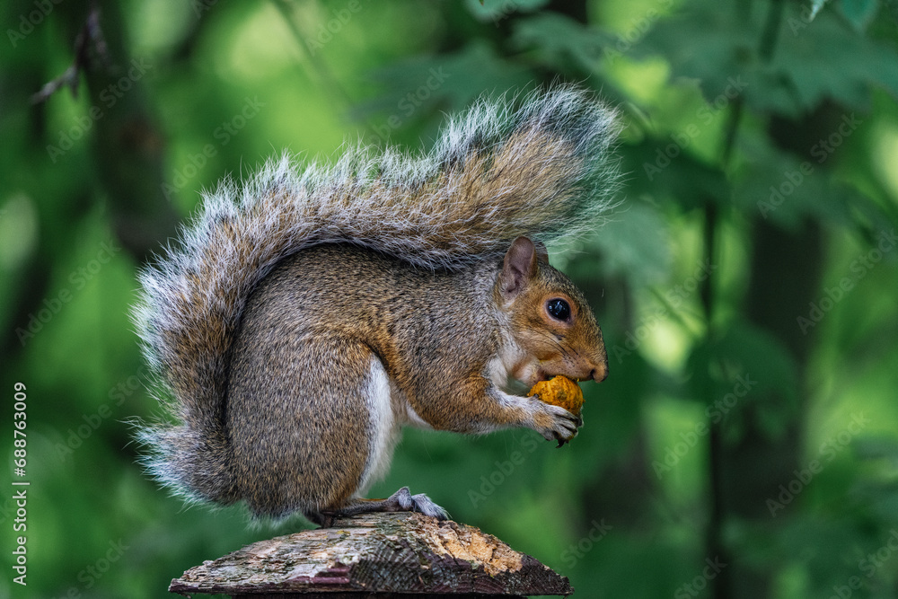 North American Fox Squirrel eating a nut in Seattle, Washington North American Fox Squirrel eating a nut in Seattle, Washington