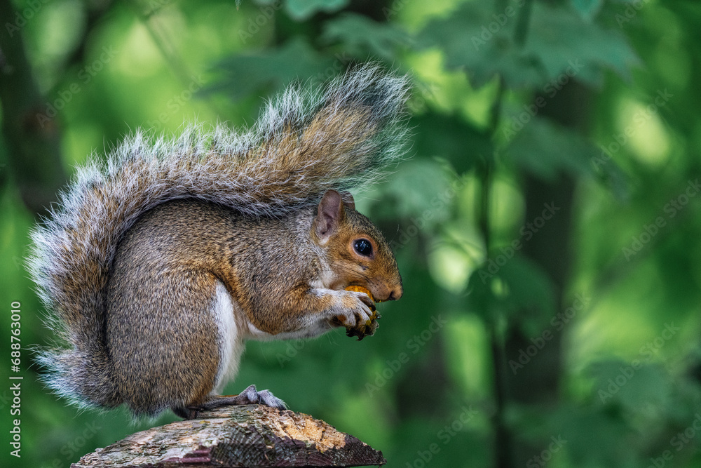 North American Fox Squirrel eating a nut in Seattle, Washington North American Fox Squirrel eating a nut in Seattle, Washington