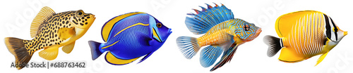 Multicolored aquarium fishes on a transparent background, side view. The Butterflyfish, Chameleonfish, Boxfish, Blue Tang saltwater aquarium fish, isolated on a white background photo