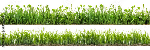 A set of long horizontal stripes of green grass cut out on a transparent background in PNG format. A strip of grass with various sprouts, side view, close-up. photo