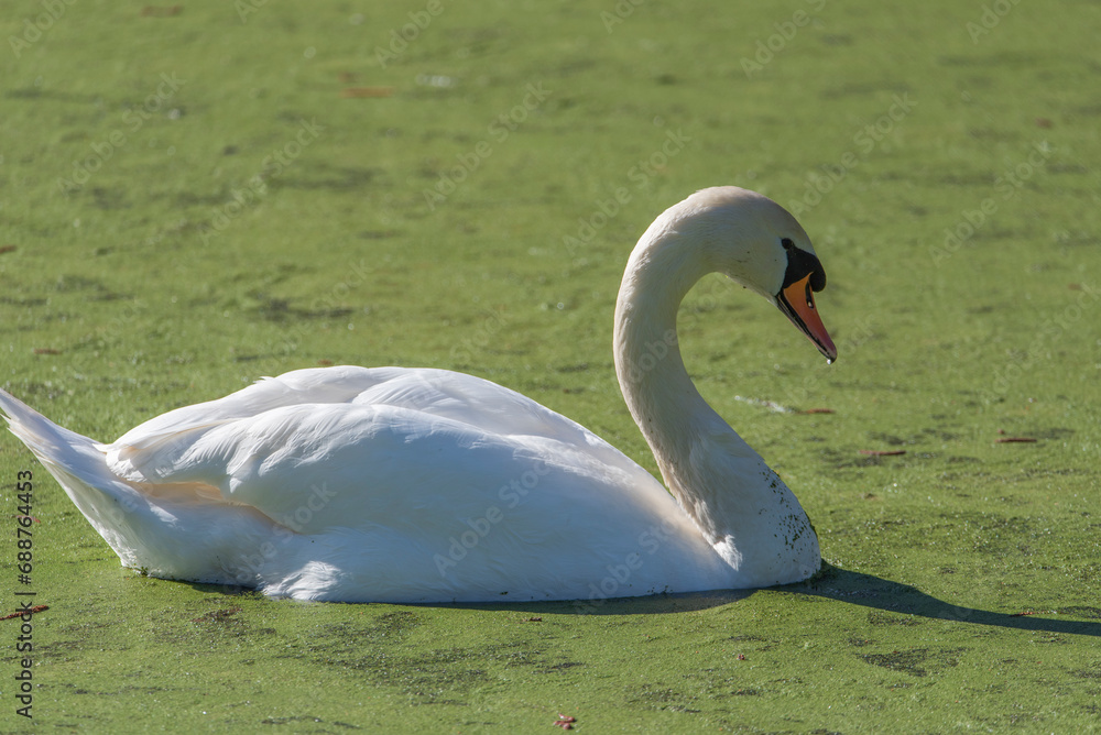 Water bird swan swim in the river Water bird swan swim in the river