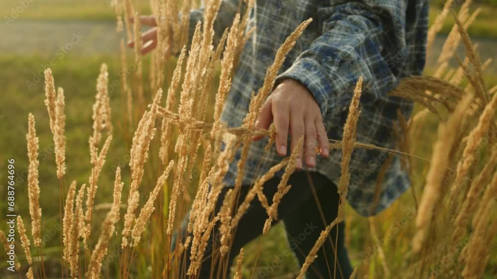 Woman hand touching a golden wheat ear in the wheat field wearing blue ...