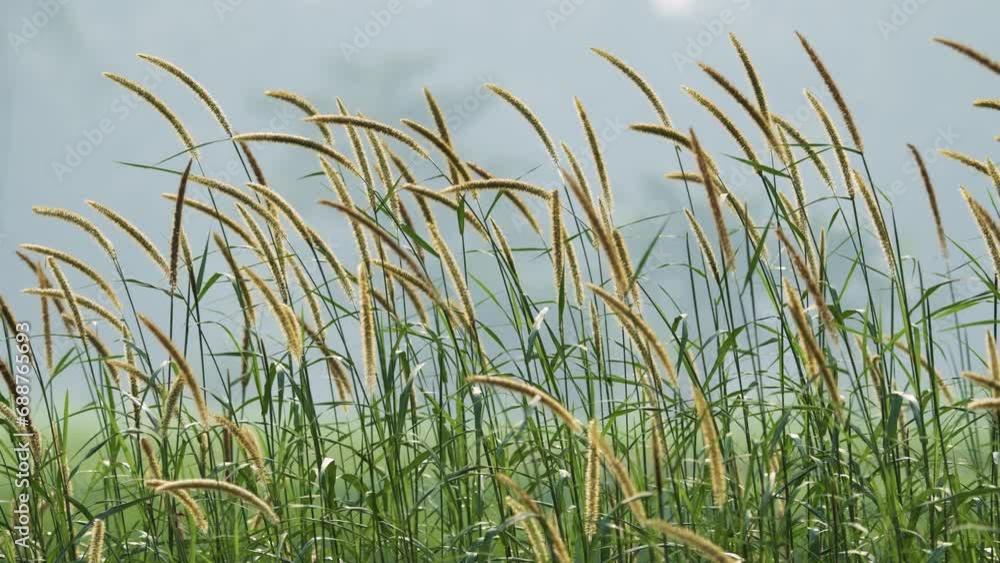 Grass flower swaying in wind. 4k Nature, flowers, meadows, prairies, and the countryside Grass flower swaying in wind. 4k Nature, flowers, meadows, prairies, and the countryside