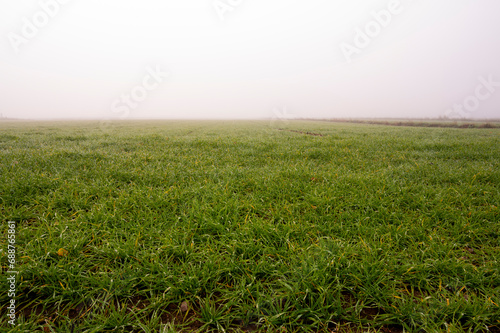 Milky fog over the meadow