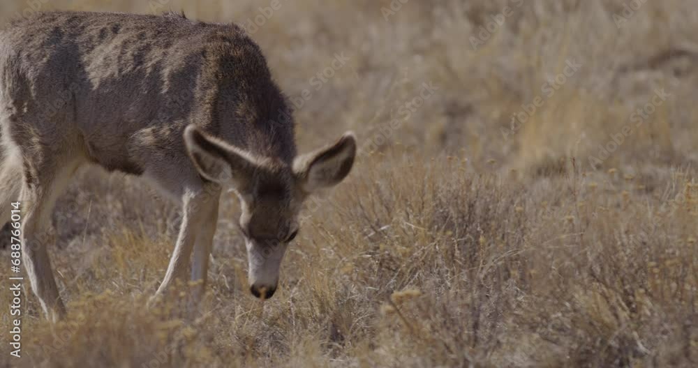 Deer Grazing in Sunshine
