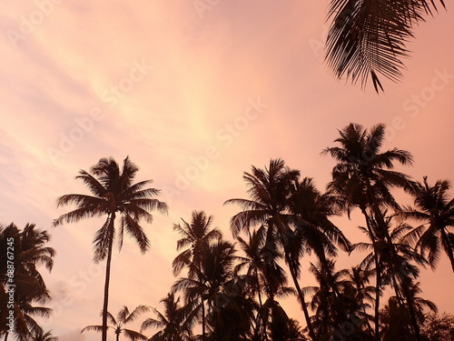 Palmtrees  © ALICE