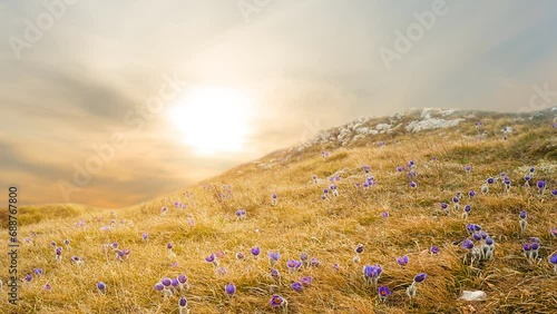 hill slope covered by a dry grass and blye wild bell flowers at the sunset, natural seasonal time lapse scene photo