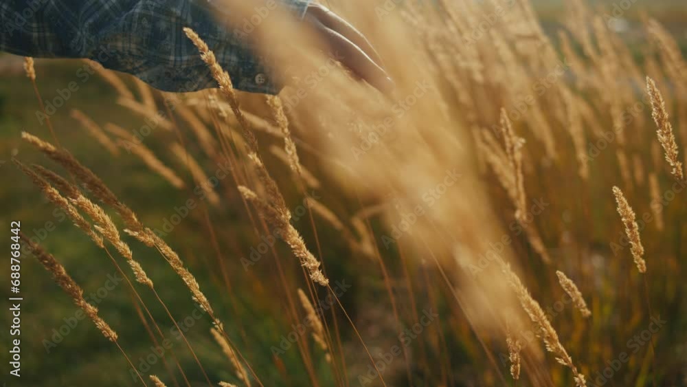 Woman hand touching a golden wheat ear in the wheat field wearing blue ...