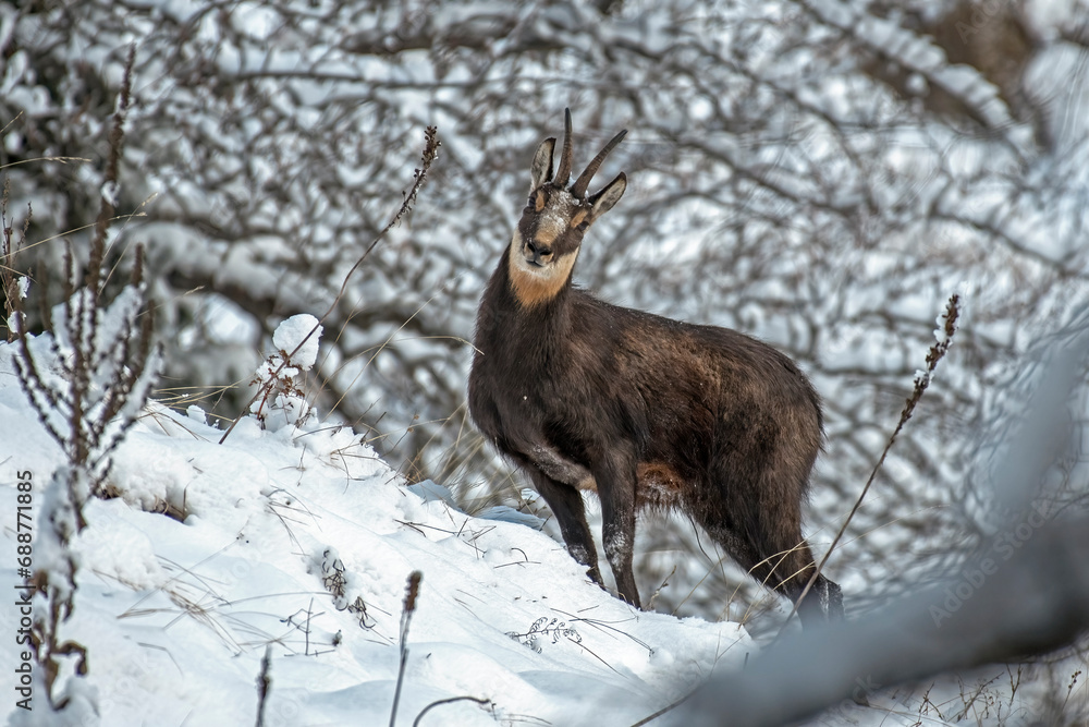 Wild male alpine chamois - Rupicapra rupicapra - standing in a snowy forest, Alps, Italy.