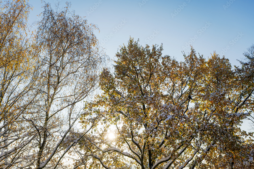 Fototapeta premium Autumn trees covered with white fresh snow. Turn of autumn and winter. Beautiful morning sunlight