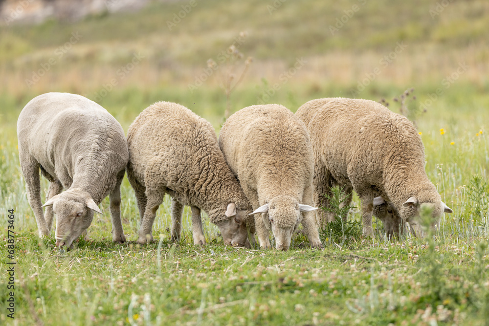Merino breed sheep grazing on a pasture in South Africa 1 Merino breed sheep grazing on a pasture in South Africa 1