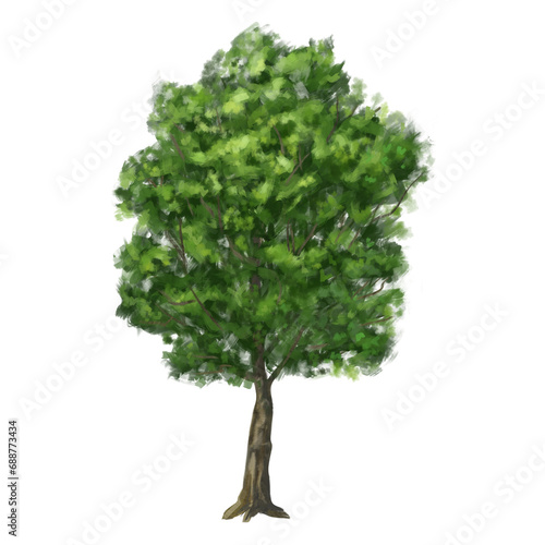 A tree with a thick green crown. Drawing of green plants from the forest, hiking trails, travel. Natural decoration of campgrounds, parks, and garden plots. Isolated illustration