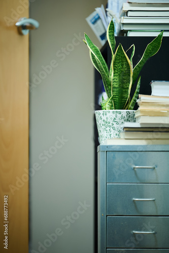 Single snake plant Sansevieria in home office environment with stacked books though open doorway