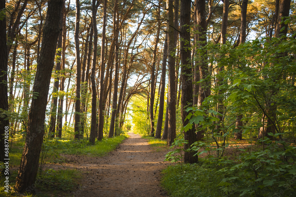 Fototapeta premium path in the forest