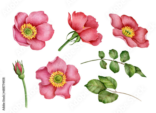 Watercolor set of rosehip flowers and leaves, hand painted floral illustration isolated on a white background. 
