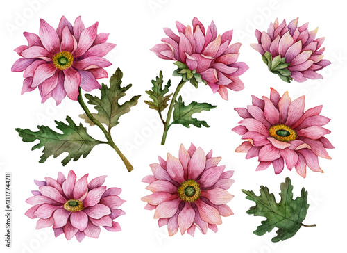 Watercolor chrysanthemum set, hand drawn floral illustration, autumn flowers isolated on a white background.