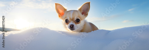 Closeup of cute chihuahua sitting in the snow and looking at the camera. Beautiful natural animal portrait, ideal as web banner for winter and christmas concepts. photo