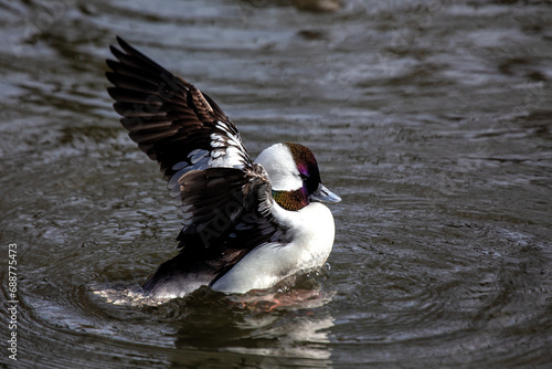 Bufflehead Duck (Bucephala albeola) in water photo