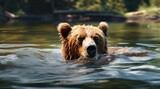 brown bear in the river,