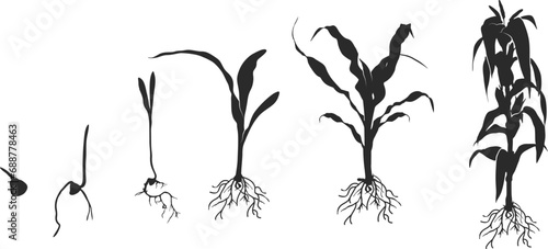 Life cycle of corn (maize) plant silhouette, Cycle of growth of corn black silhouette, Corn life cycle silhouette, Corn seed growing silhouette, Process of growing corn in agriculture.