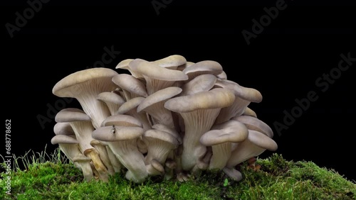 4K Time lapse of oyster mushroom growth - close-up. Healthy eco food. Edible mushrooms grow on a biofarm. Food production business. alpha channel, 4k video