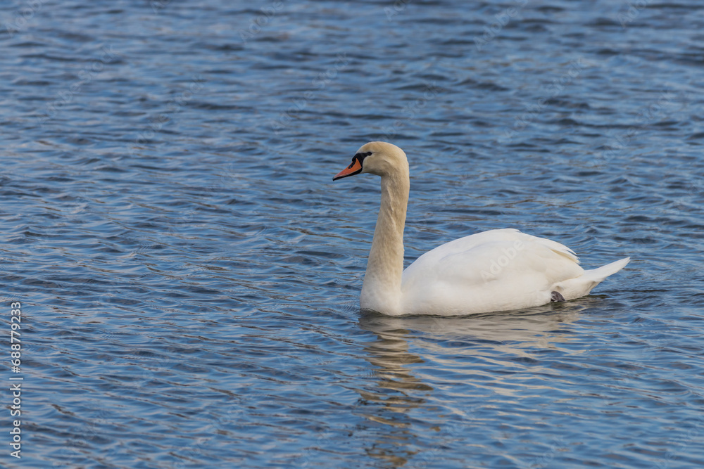 Swans - Cygnus swim on the water in sunny weather and hunt for food Swans - Cygnus swim on the water in sunny weather and hunt for food