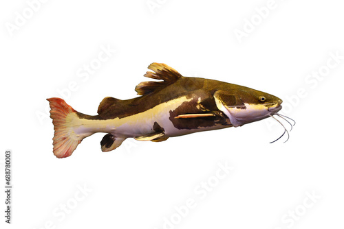 Slika na platnu The redtail catfish isolated on the transparent background