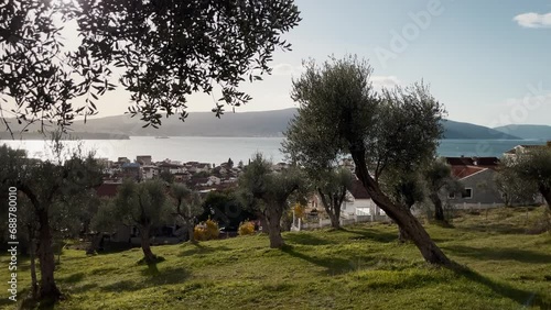 Olive trees for olive oil production in the neighborhood of Tivat, Monenegro. An olive branch dangles in the foreground. 4k photo