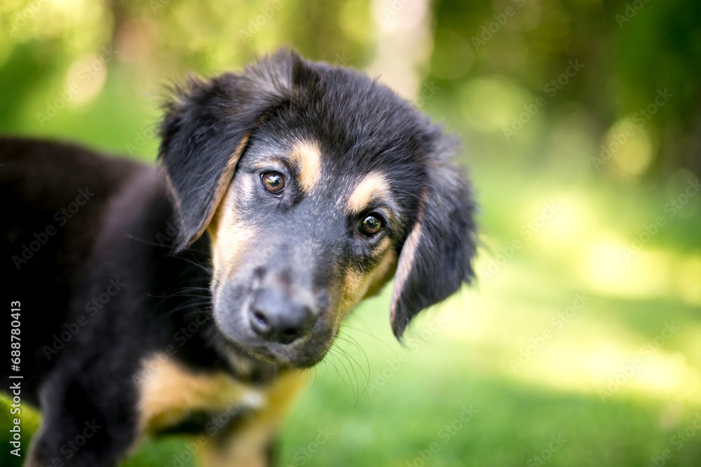 A cute young German Shepherd mixed breed puppy A cute young German Shepherd mixed breed puppy