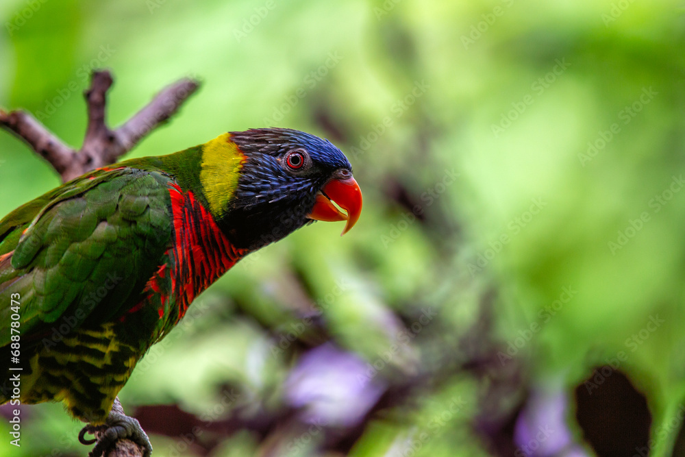Naklejka premium Rainbow Lorikeet (Trichoglossus moluccanus) Outdoors