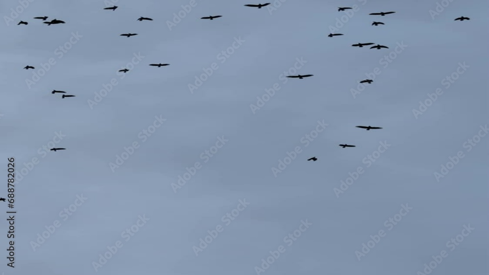 Large flock of birds in the gloomy sky, vertical video. Large flock of birds in the gloomy sky, vertical video.