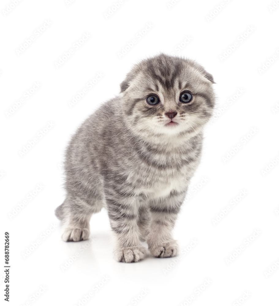 Fototapeta premium Small gray kitten.