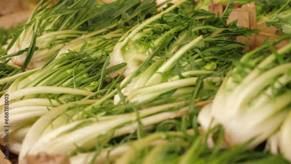 Puntarelle are placed in a container at a market stall Puntarelle are placed in a container at a market stall