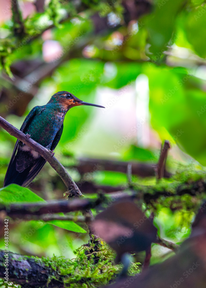 Fototapeta premium Green-Crowned Brilliant Hummingbird (Heliodoxa jacula) Outdoors