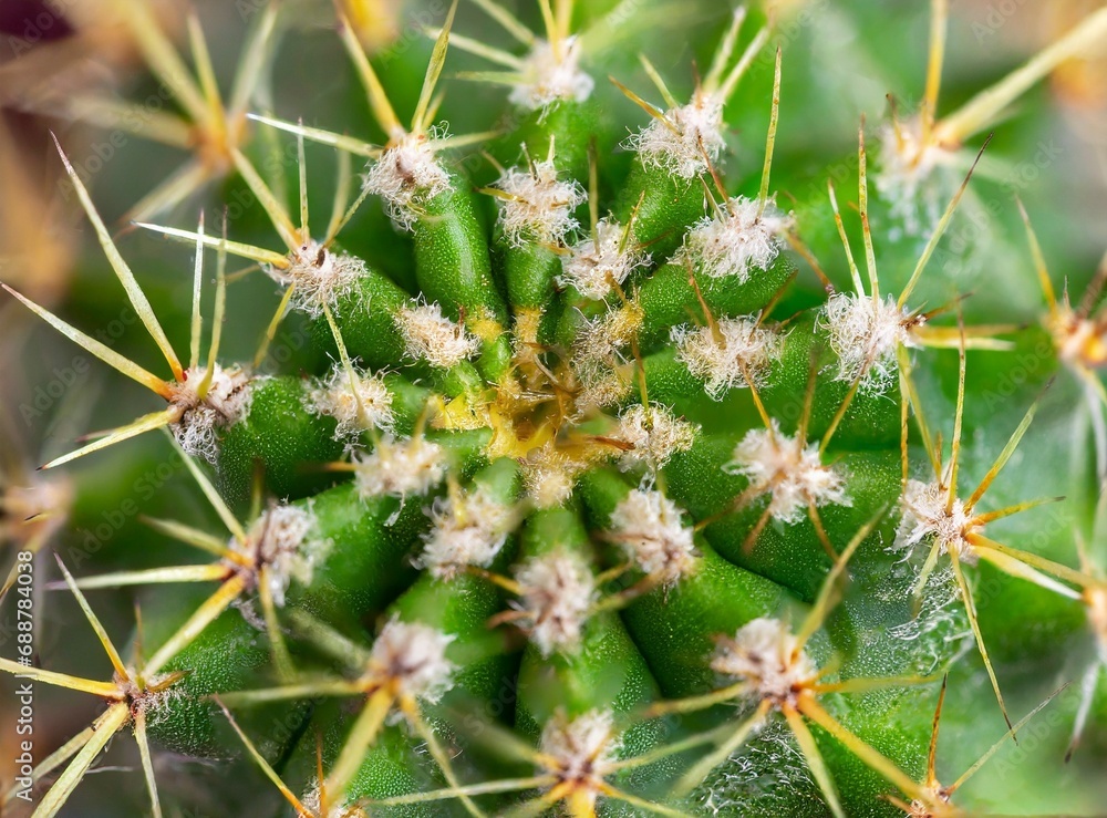 Cactus closeup, macro photography, wallpaper Cactus closeup, macro photography, wallpaper