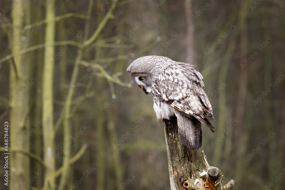 Great grey owl, Strix nebulosa, bird looking for prey, sitting on old tree trunk, portrait of large owl. Wildlife nature.