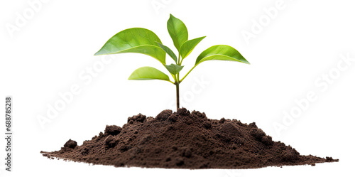 Young green plant growing out of black soil, cut out photo