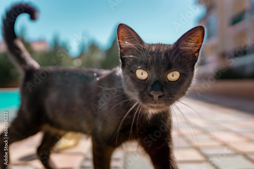 Close up of a black cat in the back yard © svetograph