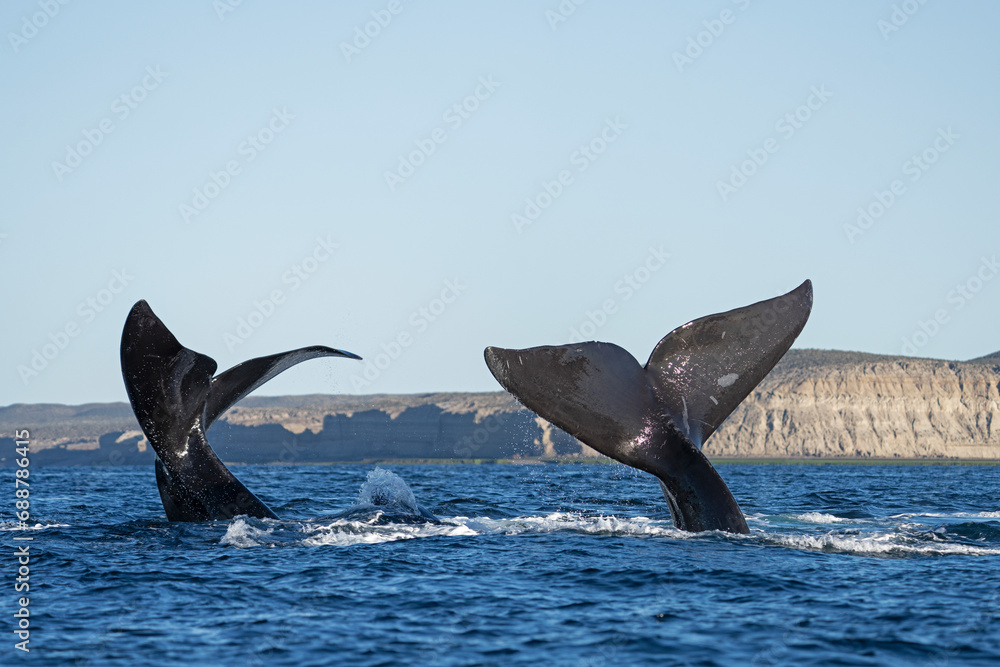 Fototapeta premium Southern right whales near Valdés peninsula. Behavior of right whales on surface. Marine life near Argentina coast. 