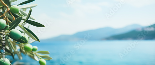 The olives in the branches on sea background. wide panoramic banner. Olive tree branches with sea in the background