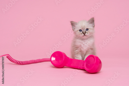 beautiful sacred burmese cat kitten with a pink old fashioned telephone horn luxury cat, pink background