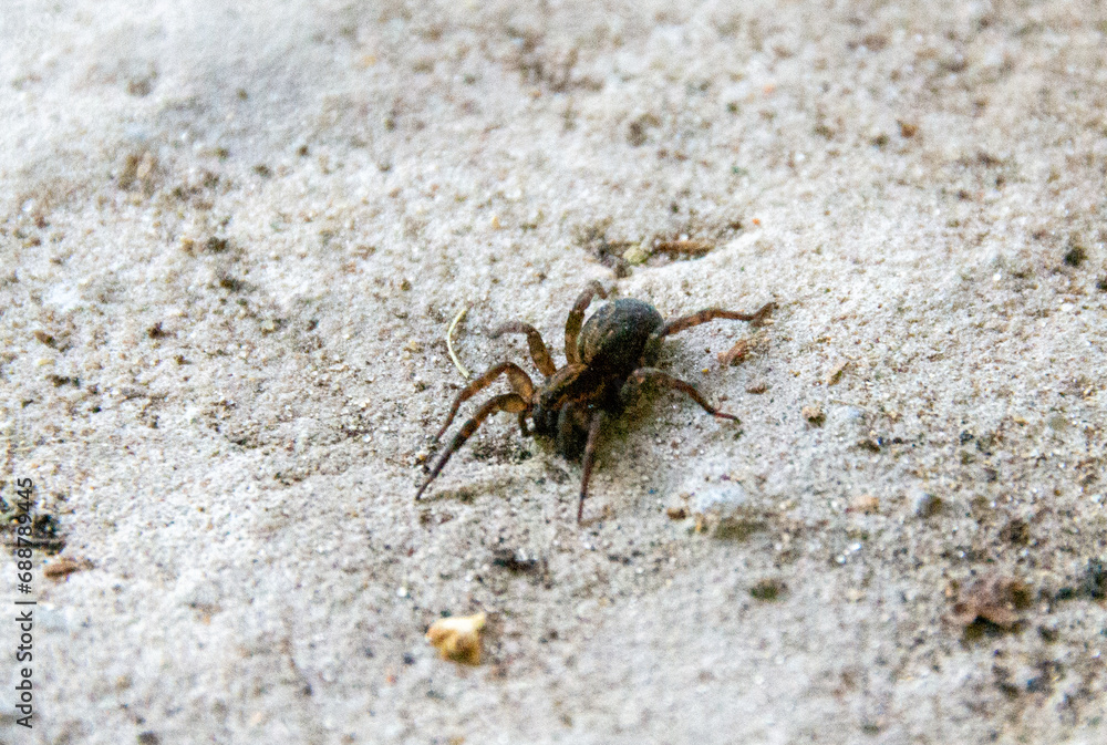 Poison spider Eresus crawling on the sandy beach.