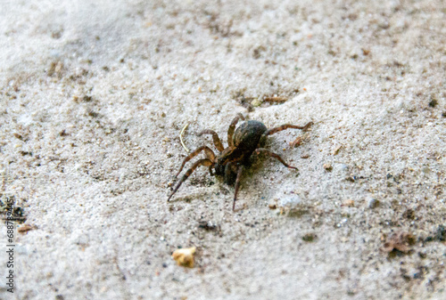 Poison spider Eresus crawling on the sandy beach. © Luci