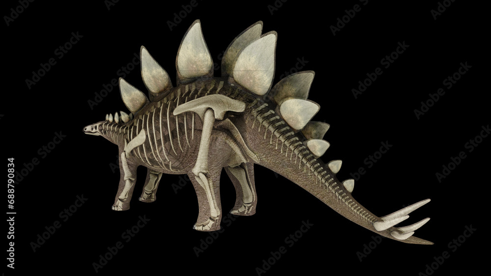 3D illustration of Stegosaurus, with skeletal system overlay. 3D illustration of Stegosaurus, with skeletal system overlay.