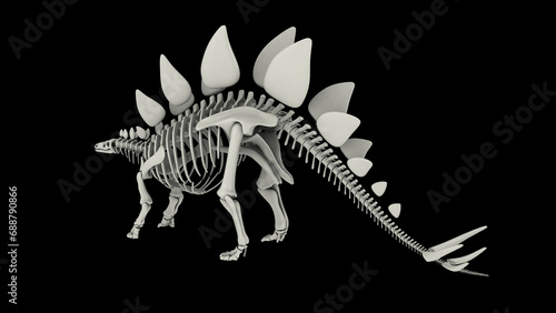 Skeletal system of a Stegosaurus dinosaur. © Stocktrek Images