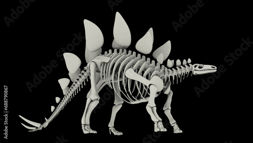Skeletal system of Stegosaurus, side view.